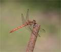 Common Darter_Kim Dewing